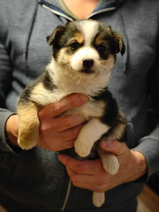 Собачат в добрі руки