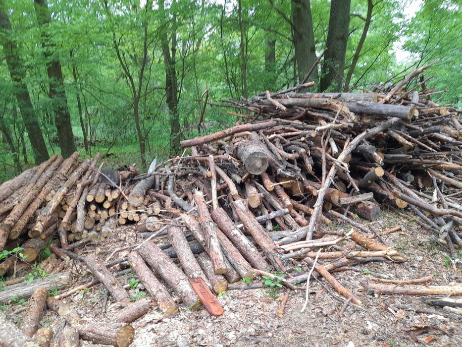 brzoza, sosna, olcha i inne