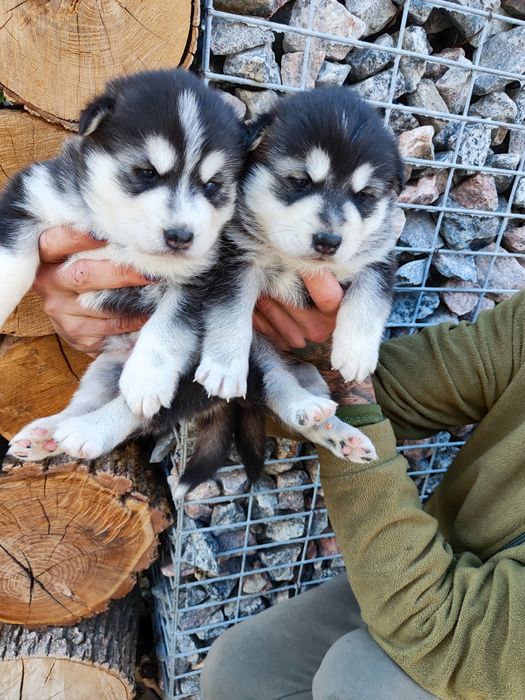 Хлопчики та дівчатка чернобілих хаскі