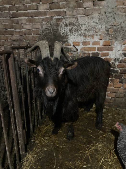 Продам цапа, козла в робочому стані