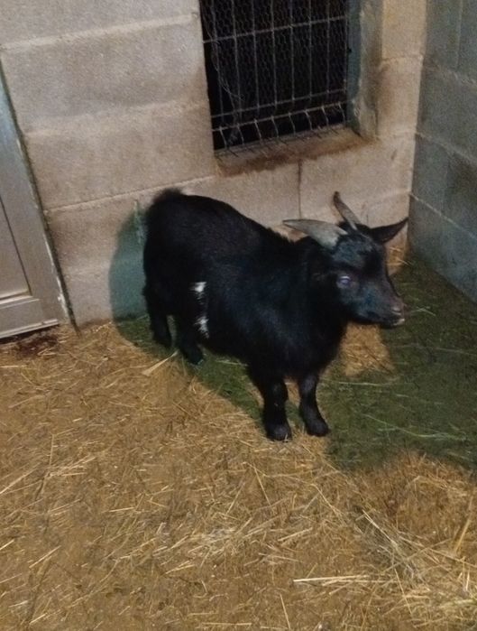 Cabrito anão 9 meses