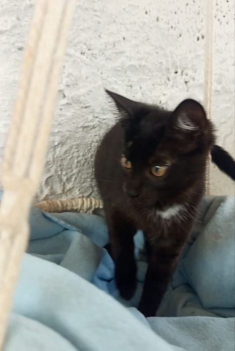 3 miesięczna kotka szuka domu niewychodzącego