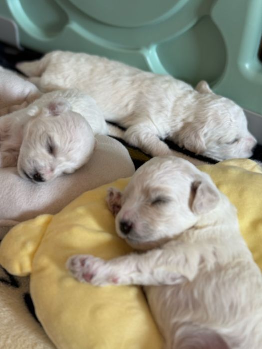 Бішон фрізе / цуценятко