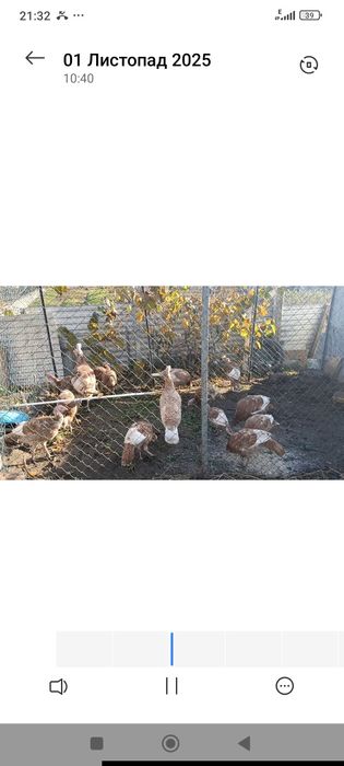 Продаж молоді індики ЧЕРВОНИЙ БУРБОН 7-8міс є самки(від 3штук 1000грн)