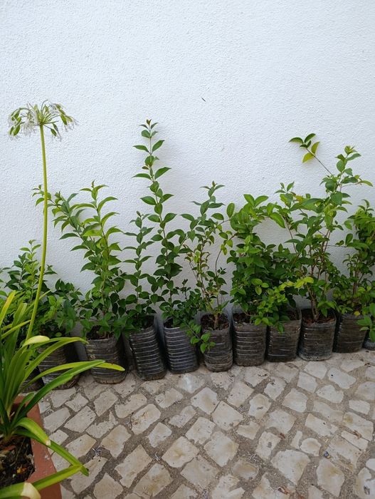 Lote 20 arbustos Ligustrum japonicum (oferta1)