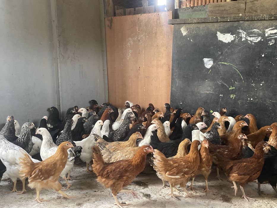 Promoção 10 + 1 Galinhas poedeiras