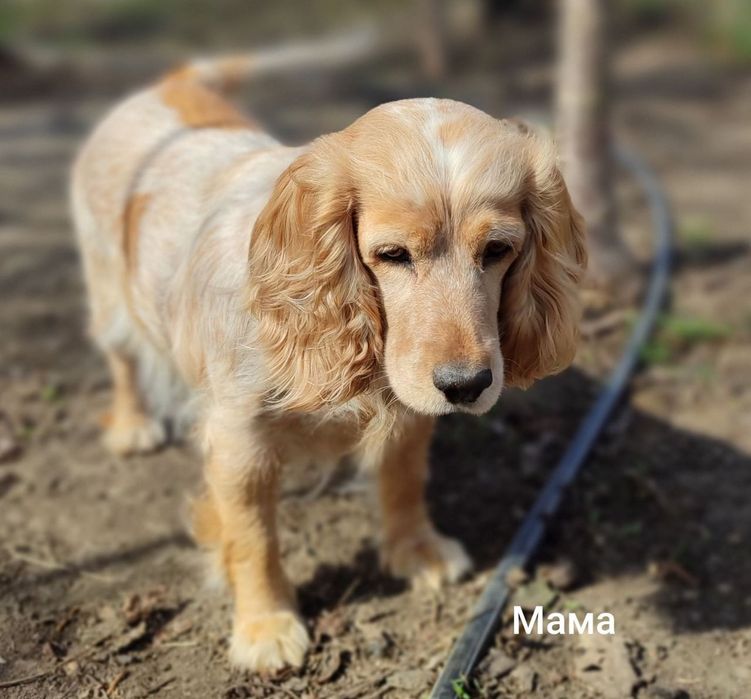 Мисливський спаніель