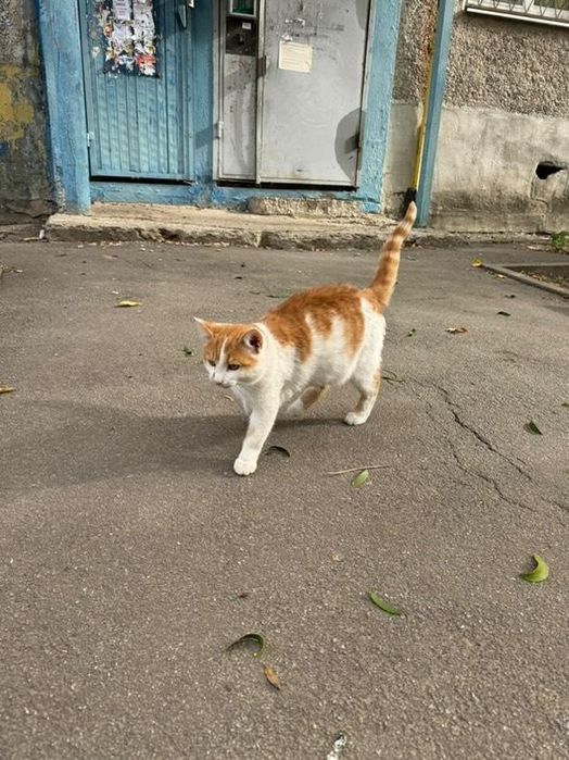 Отдам рыже-белого котенка, мальчик,  5 месяцев