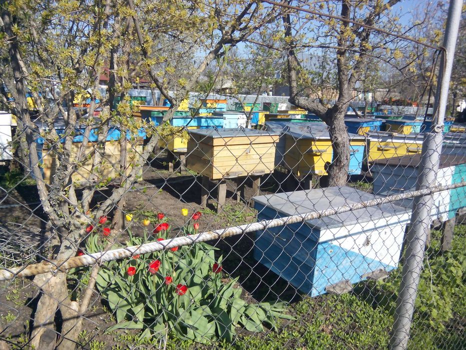 Бджолопакети та бджолосімї