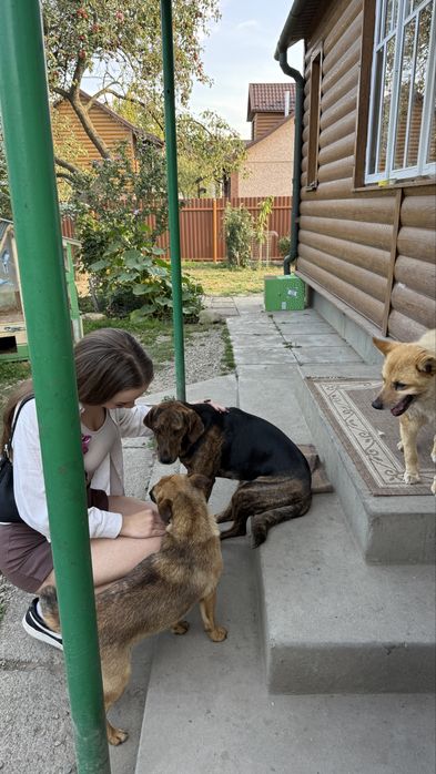 Собака дівчинка,9 місяців, стерилізована