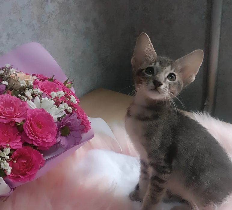 орієнтальні кошенята