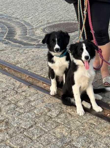 Border Collie szczeniaczek z rodowodem