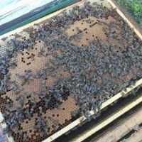 Продам бджолопакети