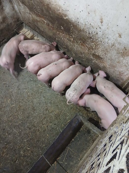 Поросята мясного напрямку