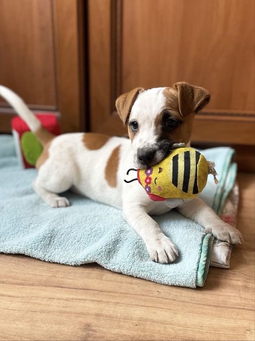 Jack Russell Terrier - sunia