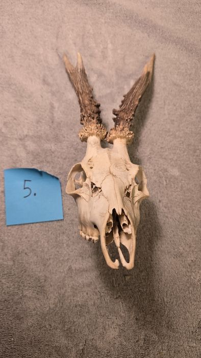 Poroże koziołka, trofeum myśliwskie