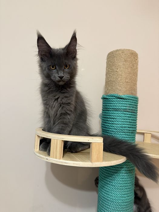 Gatinho Maine Coon