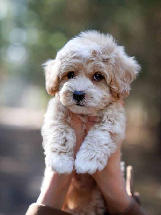 PREMIUM Мальтипу princess girl f1