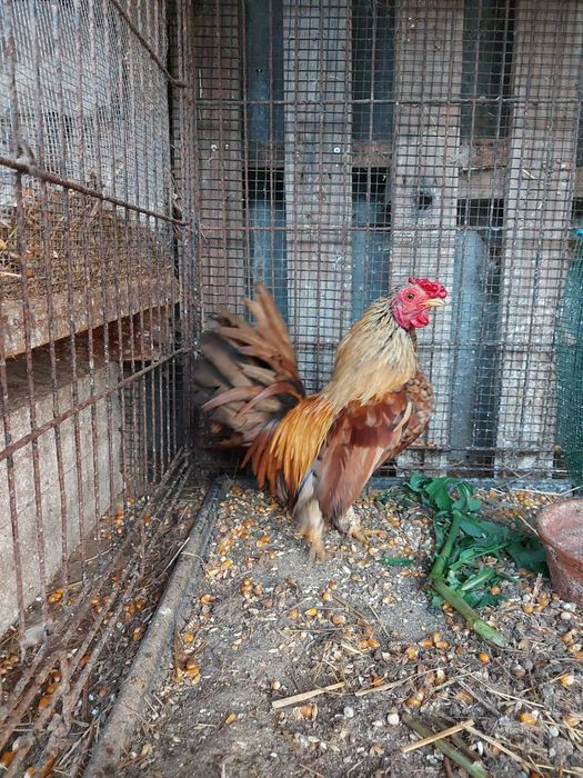 Vendo Galos, várias raças