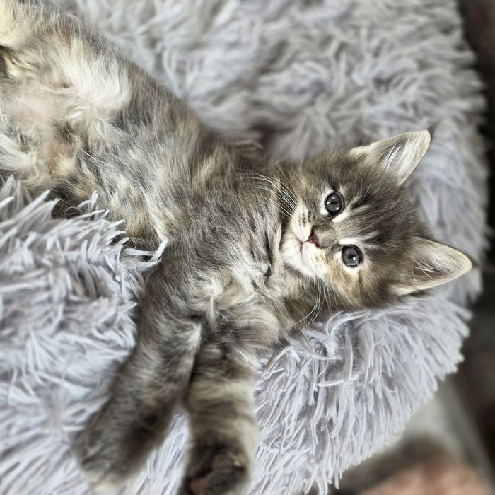 Kotka Maine Coon