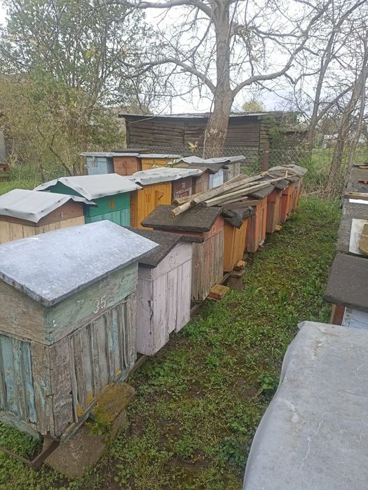 Stare ule warszawskie