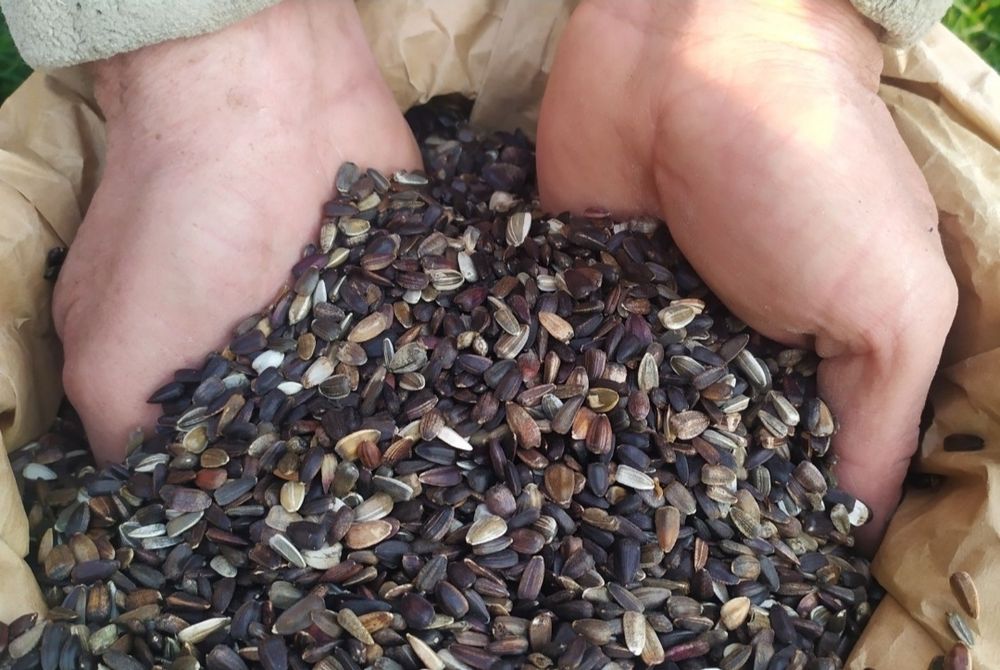 Słonecznik ozdobny kwiatowy na kwiat cięty