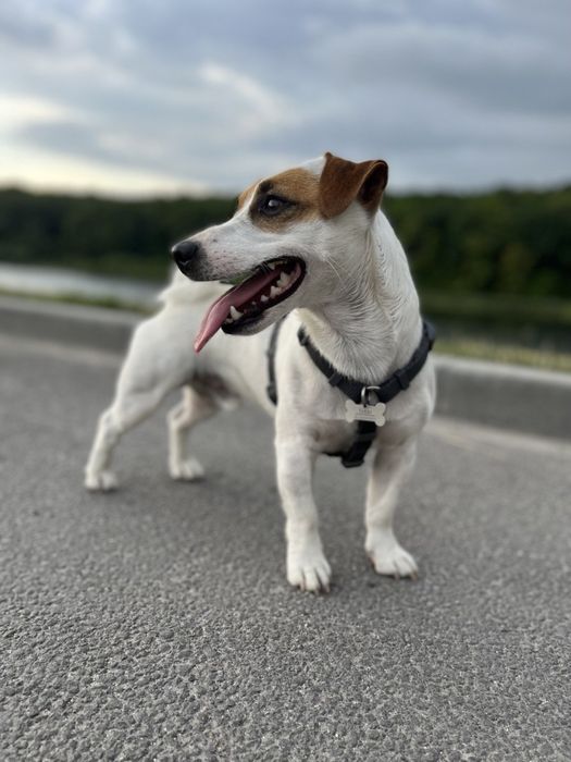 В’язка Джек Рассел тер‘єр