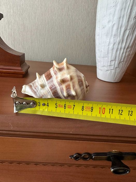 Ракушки (мушлі) для декора