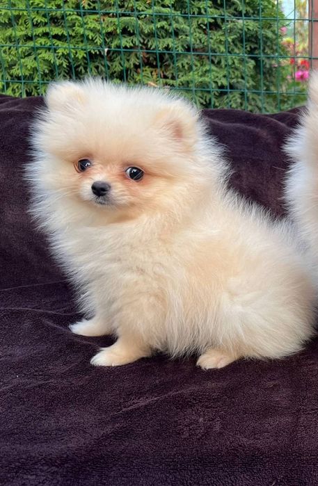 Дівчинка шпіца.  Продам