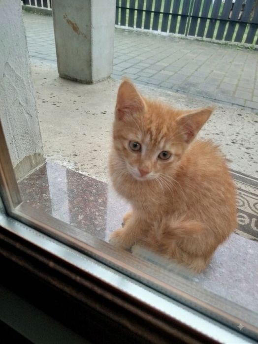 Віддам кошенят в добрі руки