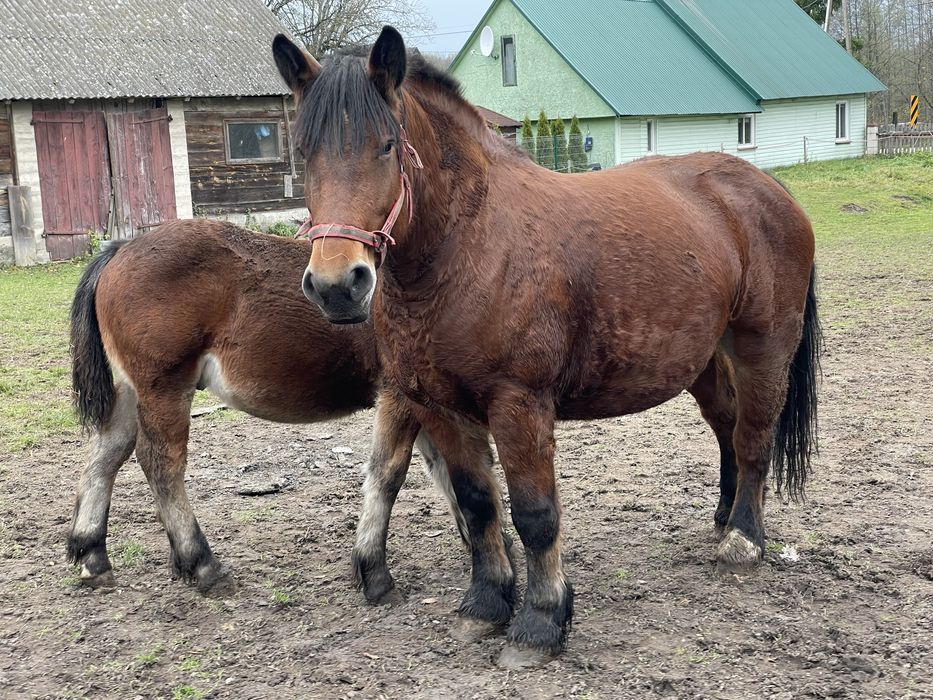 Kobyła Źrebna Srokata