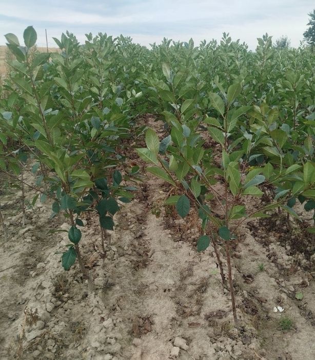 Wiśnia Łotówka Na Antypce