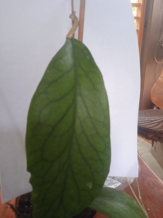 Hoya- Hoja do.MT09 cięta