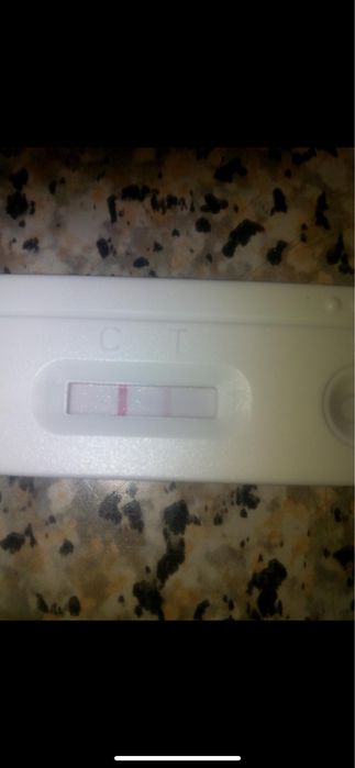 Тест на вагітність свинки, свиноматки