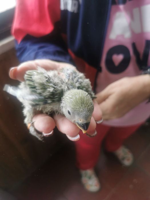 Roseicolis bebés que estão prontos para quem gosta de criar á mão