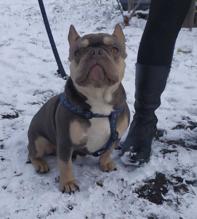 В'язка французького бульдога лілак тан.