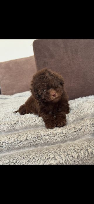 Той пудель девочка