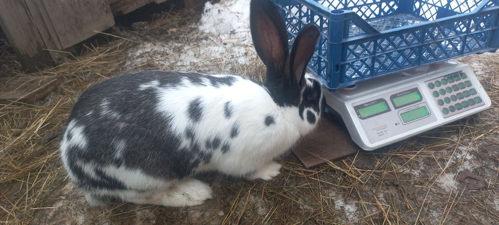 Продам кроликів різних порід,самки і самці.