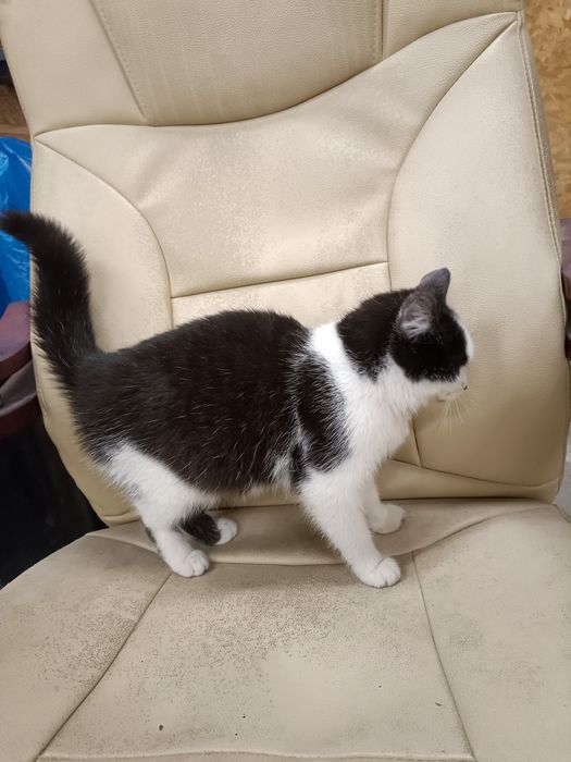 Oddam kotkę do dobrego domu