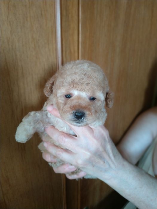 Мальтипу,мини мальчик