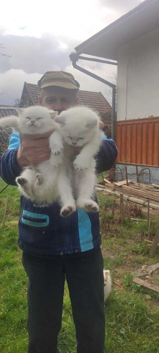 Доросла кішка срібна шиншила