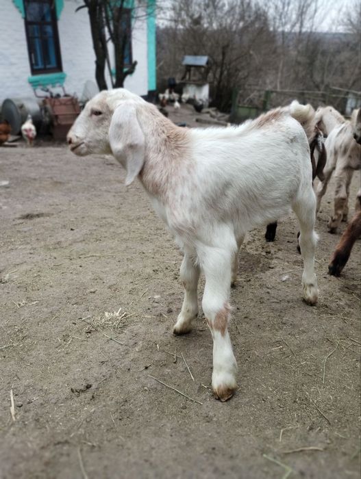 Англонубійські кози та козенята