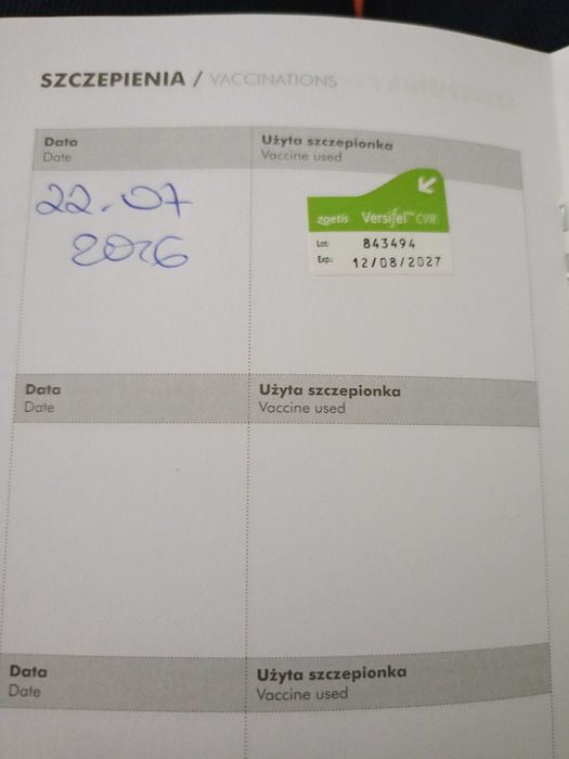 Śliczny kotek do adopcji