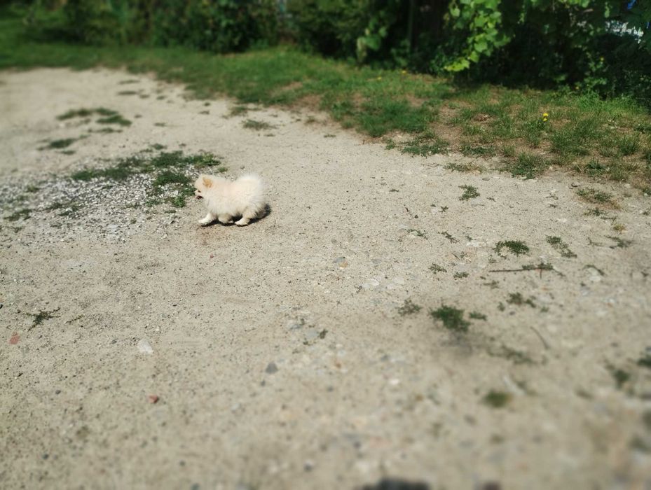 Szpic miniaturowy pomeranian