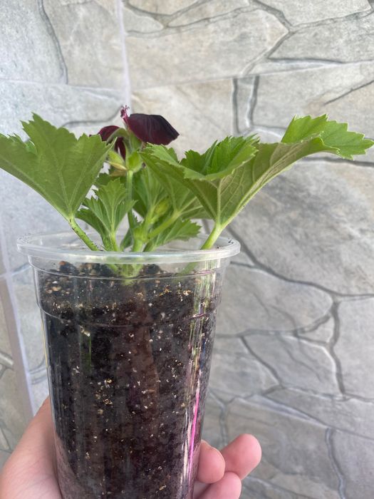 Бордово-чорна королівська пеларгонія