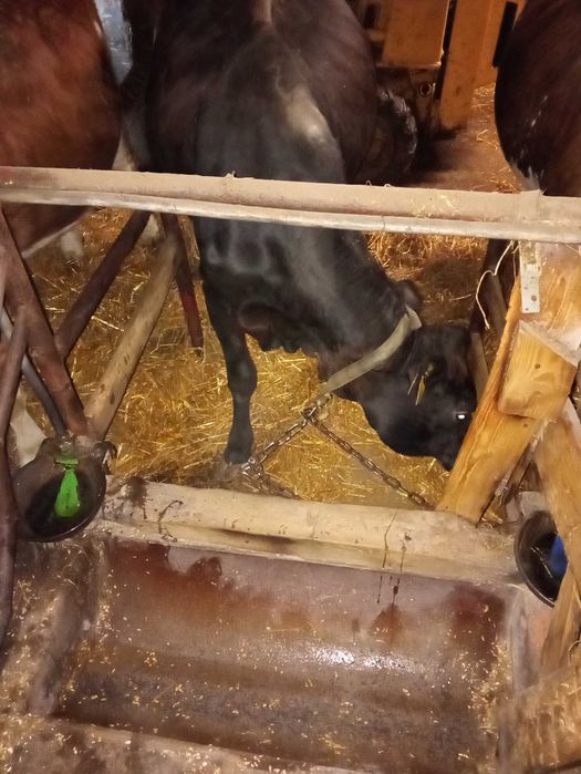 Krowy mleczne trzy sztuki