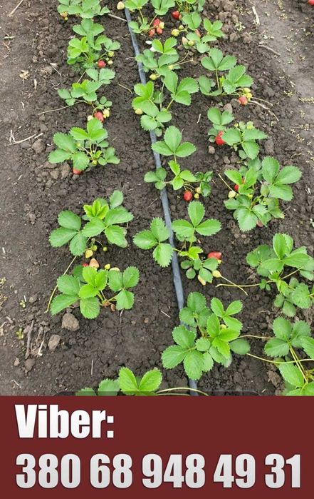 Пропоную розсаду ремонтантної полуниці сорту "Королева Єлизавета-2"