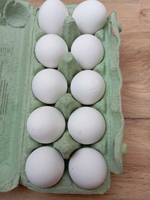 Sprzedam jaja od kur leghorn