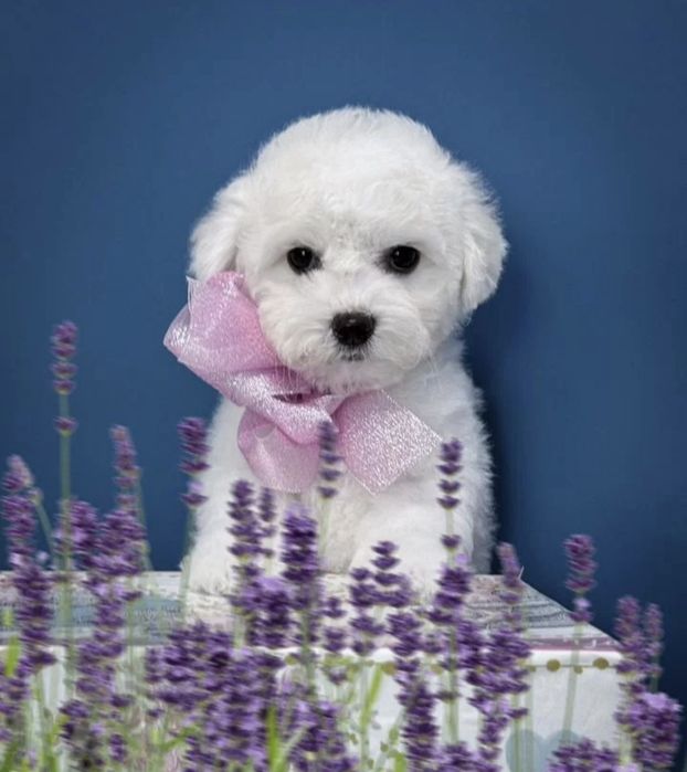 Бусинки Бишон Фризе