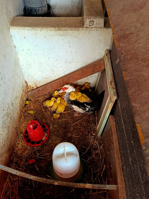 Patos pequenos  e pata mãe para venda